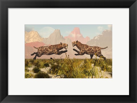 Framed Sabre Tooth Tigers Print