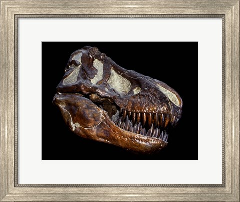 Framed Fossilized Skull of a T Rex Print