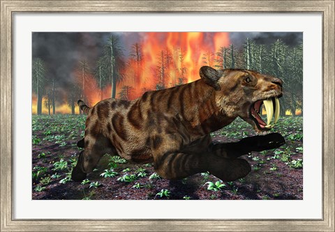Framed Saber Toothed Tiger Running from Fire Print