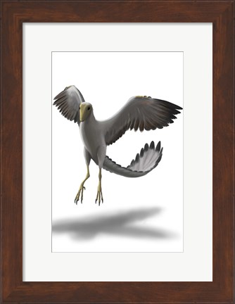 Framed Archaeopteryx Print