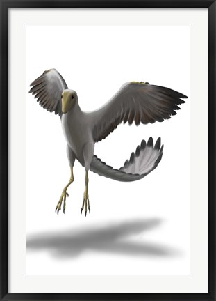 Framed Archaeopteryx Print