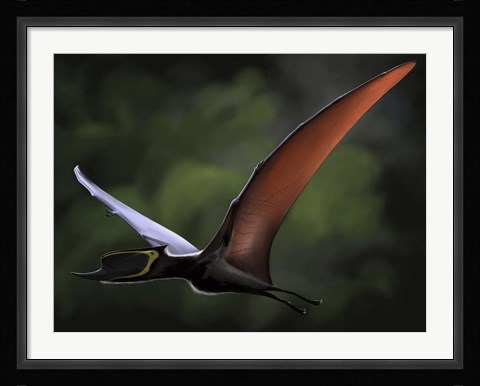 Framed Dsungaripterus Print