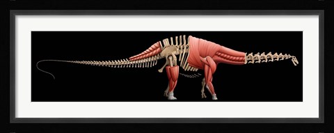 Framed Apatosaurus Skeleton Print