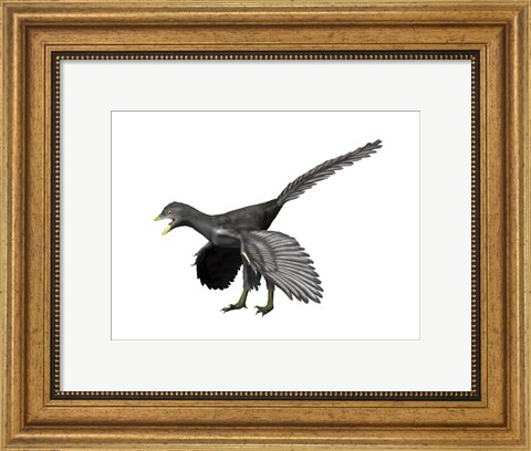 Framed Archaeopteryx Lithographica Print