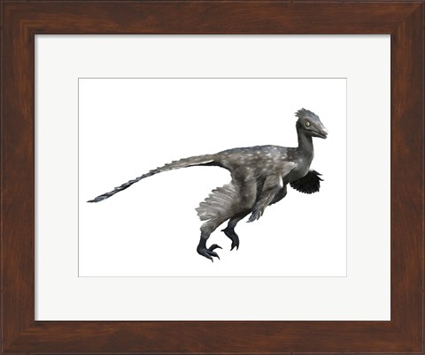 Framed Troodon Dinosaur Print