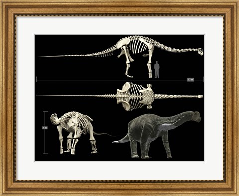 Framed Anatomy of a Titanosaur Print