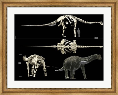 Framed Anatomy of a Titanosaur Print