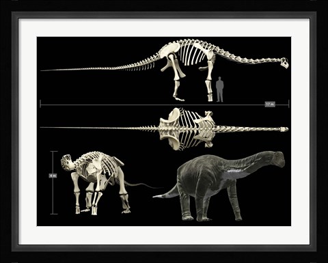 Framed Anatomy of a Titanosaur Print