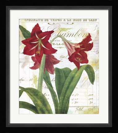 Framed Peppermint Amaryllis Print