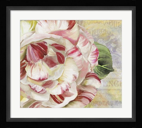 Framed Camellias II Print