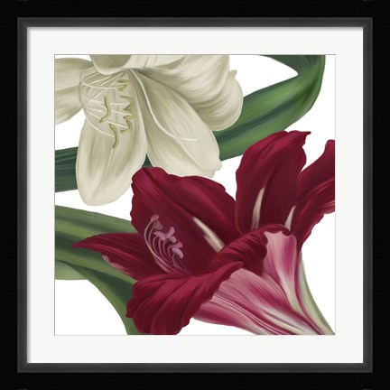 Framed Christmas Amaryllis II Print