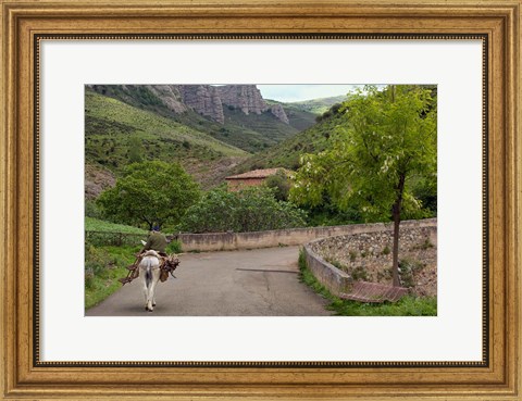 Framed Old man rides a donkey loaded with wood, Anguiano, La Rioja, Spain Print