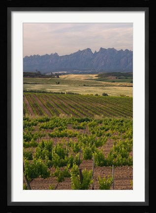 Framed Spring Vineyards with Montserrat Mountain, Catalonia, Spain Print