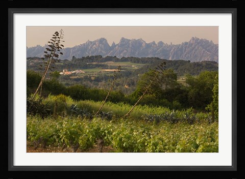 Framed Vineyards and Cactus with Montserrat Mountain, Catalunya, Spain Print