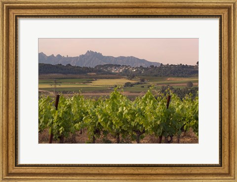 Framed Spring Vineyards with Montserrat Mountain, Catalonia, Spain Print
