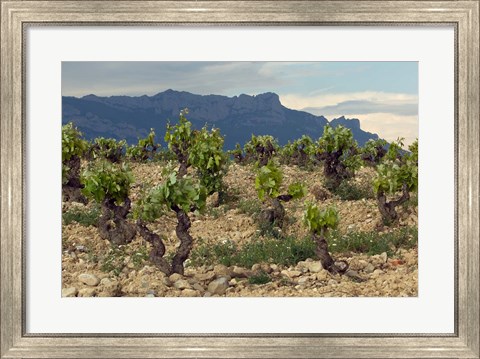 Framed Vineyard along the San Vicente to Banos de Ebro Road, La Rioja, Spain Print