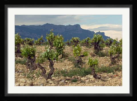 Framed Vineyard along the San Vicente to Banos de Ebro Road, La Rioja, Spain Print