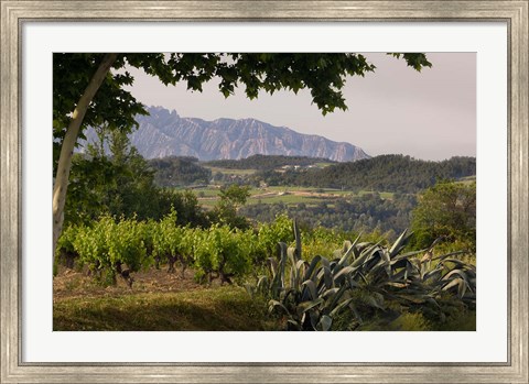 Framed Vineyards and Cactus with Montserrat Mountain, Catalunya, Spain Print
