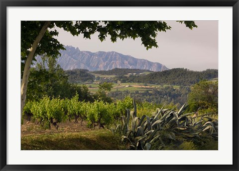 Framed Vineyards and Cactus with Montserrat Mountain, Catalunya, Spain Print
