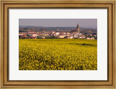 Framed Yellow mustard flowers, Elvillar Village, La Rioja, Spain Print