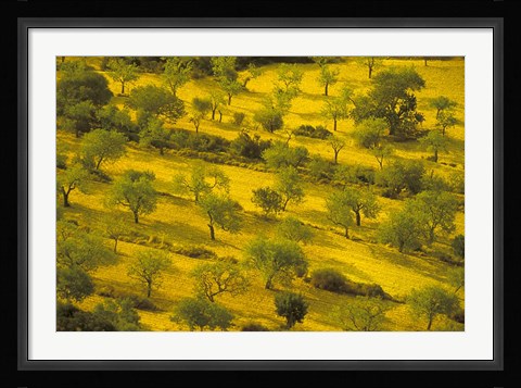 Framed Morning View of Farmland, Mallorca, Balearics, Spain Print