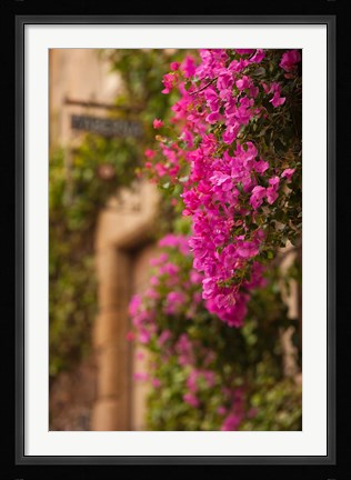 Framed Flower-covered Buildings, Old Town, Ciudad Monumental, Caceres, Spain Print