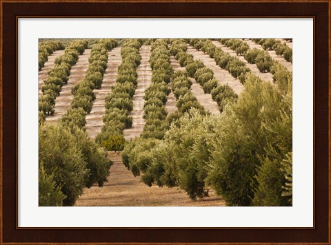 Framed Olive Groves, Jaen, Spain Print