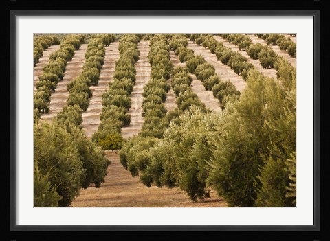 Framed Olive Groves, Jaen, Spain Print