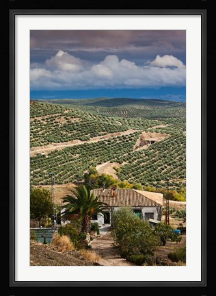 Framed Olive Groves, Ubeda, Spain Print
