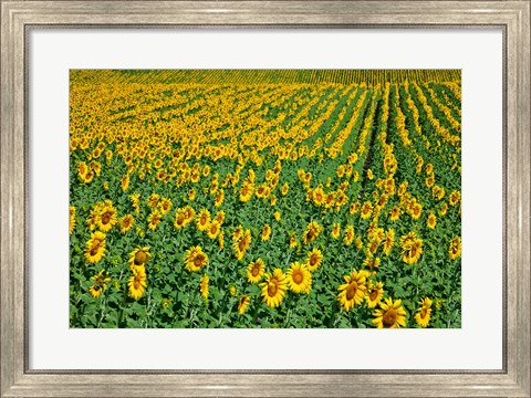 Framed Spain, Andalusia, Cadiz Province Sunflower Fields Print