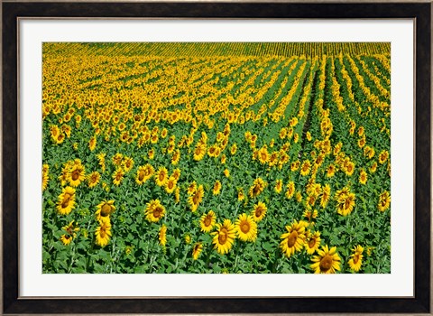 Framed Spain, Andalusia, Cadiz Province Sunflower Fields Print