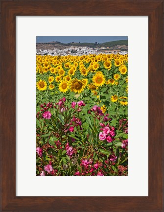 Framed Spain, Andalusia, Cadiz Province, Bornos Sunflower Fields Print