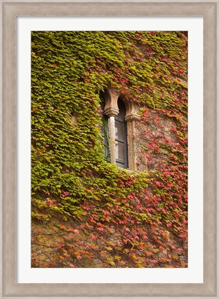 Framed Ivy-Covered Wall, Ciudad Monumental, Caceres, Spain Print