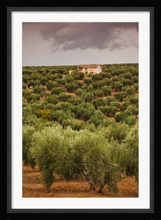 Framed Olive Groves, Jaen, Spain Print