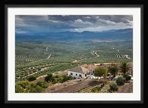 Framed Olive Groves, Ubeda, Spain Print