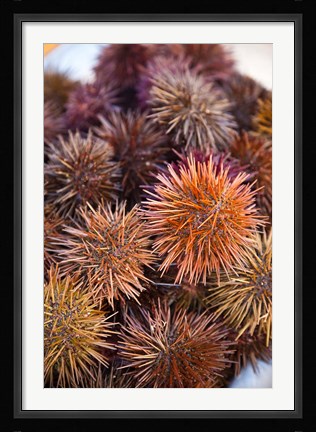 Framed Sea Urchins For Sale, Cadiz, Spain Print