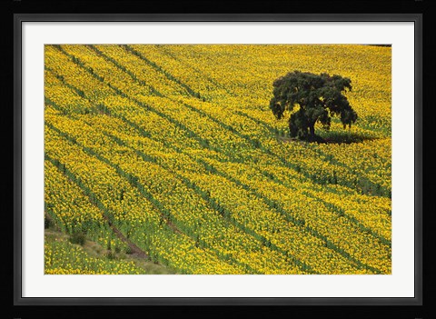 Framed Spain, Andalusia, Cadiz Province Lone Tree in a Field of Sunflowers Print