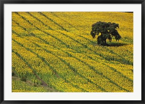 Framed Spain, Andalusia, Cadiz Province Lone Tree in a Field of Sunflowers Print