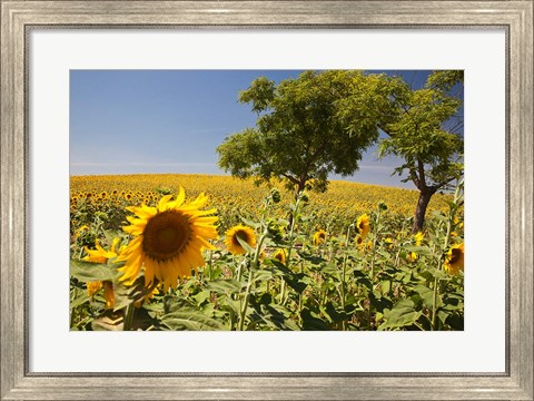 Framed Spain, Andalusia, Cadiz Province Trees in field of Sunflowers Print