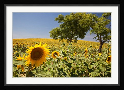 Framed Spain, Andalusia, Cadiz Province Trees in field of Sunflowers Print