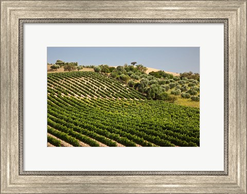 Framed Spain, Andalusia, Cadiz Province Vineyard Field and Olive Grove Print
