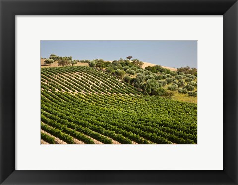 Framed Spain, Andalusia, Cadiz Province Vineyard Field and Olive Grove Print