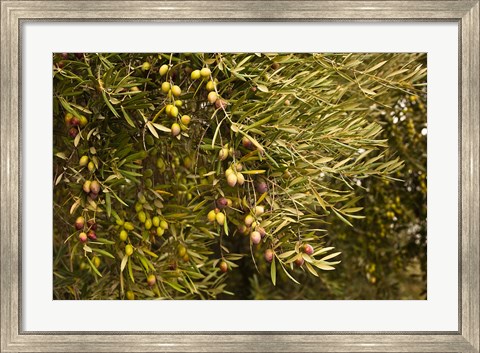 Framed Spain, Jaen Province, Jaen-area, Olive Trees Print