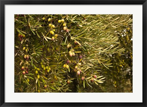 Framed Spain, Jaen Province, Jaen-area, Olive Trees Print