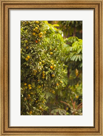 Framed Spain, Malaga, trees in the Paseo del Parque Print