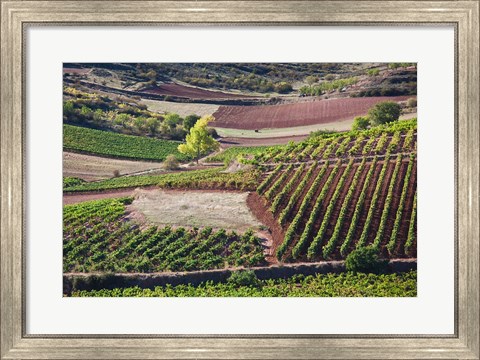 Framed Vineyards, Bobadilla, Spain Print
