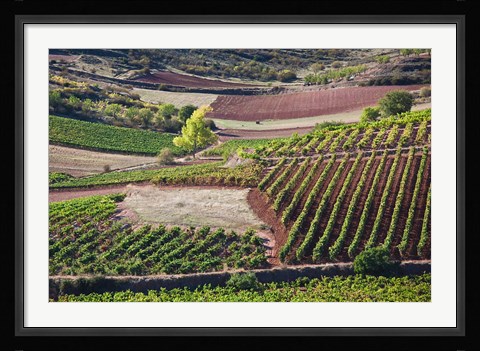 Framed Vineyards, Bobadilla, Spain Print