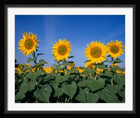 Framed Sunflowers, Spain Print