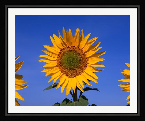 Framed Sunflowers, Spain Print
