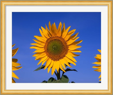 Framed Sunflowers, Spain Print